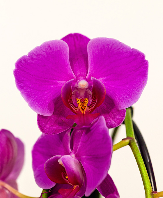 Orquídea Arco - Imagen 3