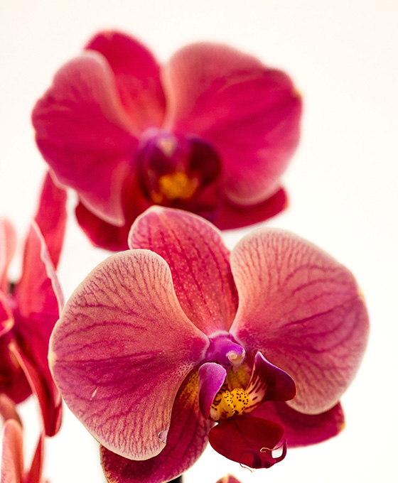 Orquídea Arco - Imagen 9