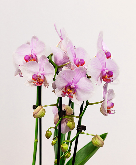 Orquídea Arco - Imagen 6