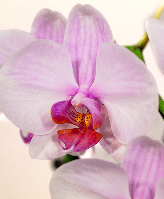 Orquídea Arco - Imagen 7