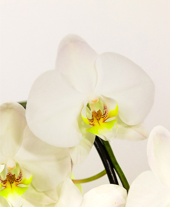 Orquídea Arco - Imagen 5