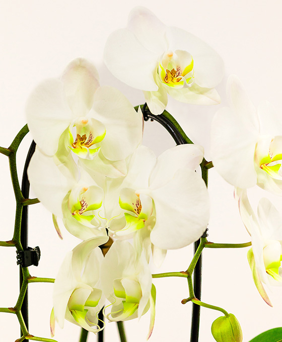Orquídea Arco - Imagen 4