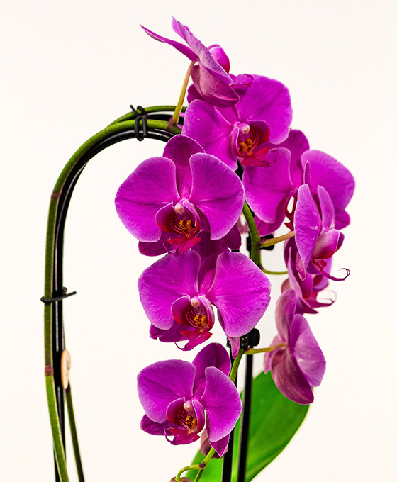 Orquídea Arco - Imagen 2