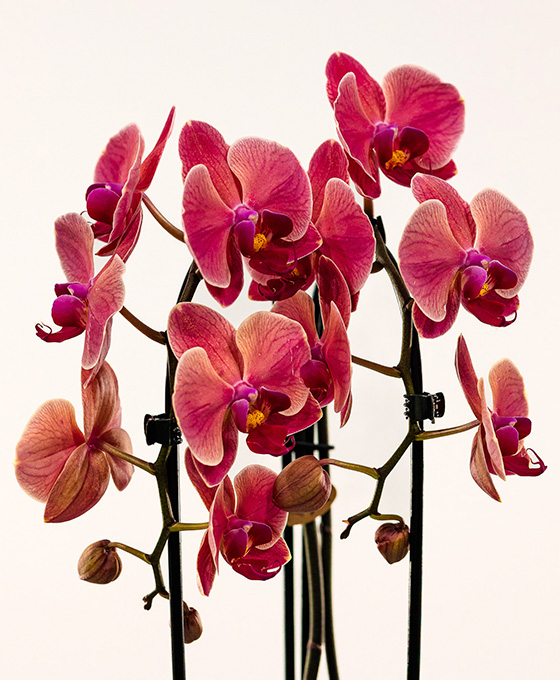 Orquídea Arco - Imagen 8