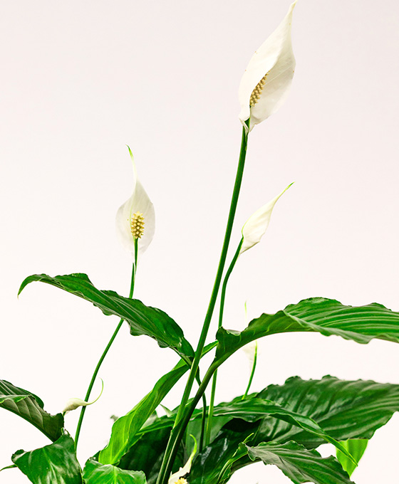 Planta Spathiphyllum - Imagen 2