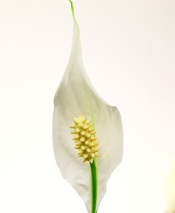 Planta Spathiphyllum - Imagen 3