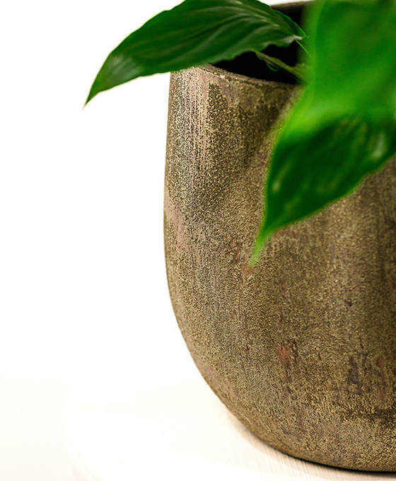 Planta Spathiphyllum - Imagen 4