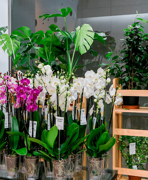 Plantas de Exterior en Torrelavega