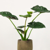 Alocasia Regal Shields