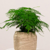 Asparagus Setaceus