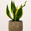 Sansevieria